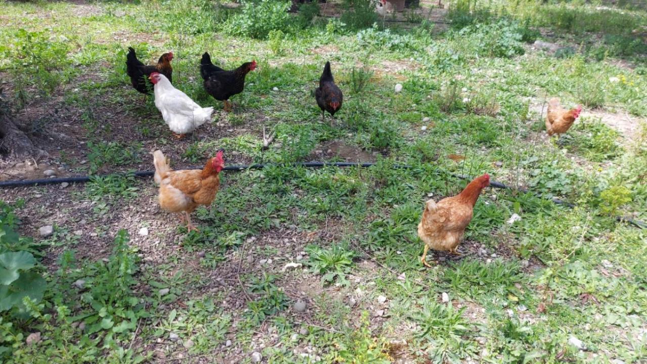 Agritourism Cottage Near Sitia Exterior foto